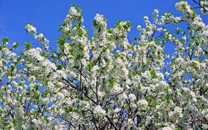 Spring Apple Tree Color