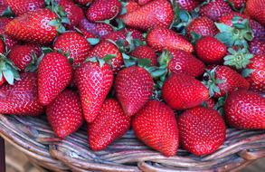 ripe strawberries harvest