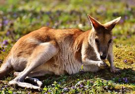 Kangaroo Wild on a blurred background