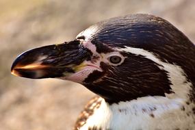 face of a furry penguin