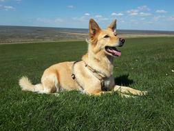 Dog Training Hybrid