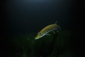 Pike Night Underwater