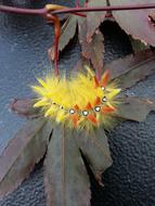 Close-up of the colorful, fluffy caterpillar on the colorful leaves