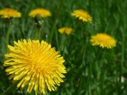 Dandelion Flower Spring