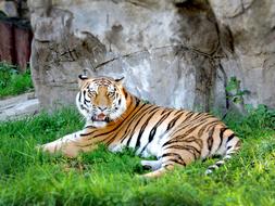 charmingly cute Tiger Zoo Moscow