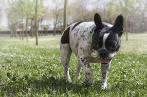 Beautiful and cute, white and black French Bulldog, on the green meadow with the white flowers, among the trees