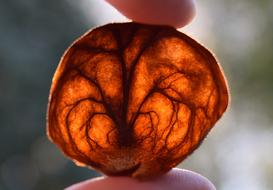 Dried avacado in hand