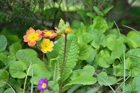 Wild beautiful flowers in the woods