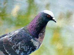 Female Pigeon on a blurred background