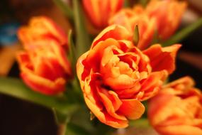 open orange flower buds