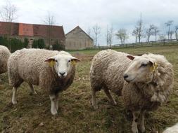 fluffy sheep on a pasture on a farm