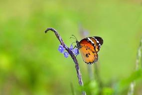 Butterfly Blue Flowers Suck The