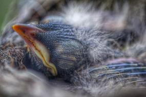 Cute and colorful, beautiful, fluffy baby bird, at blurred background