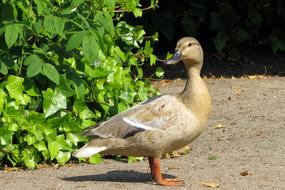 Duck stands on ground