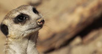 Meerkat, Wild animal face