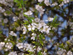 Spring Trees