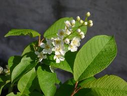 Spring Bird Cherry Macro