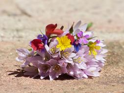 Flowers Wild Corsage Still