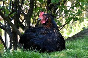 black fluffy chicken on the grass