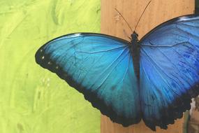 Butterfly Close Up Ecuador