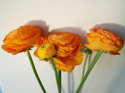 Flower Bouquet Orange Cut