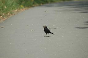 Blackbird Worm road
