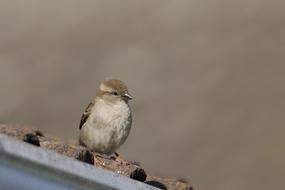 Sparrow Bird Wild