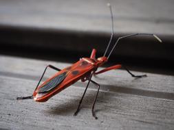 Red Insect at Wildlife