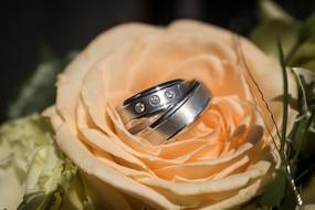 silver rose rings