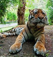 Siberian Tiger Predatory Animals