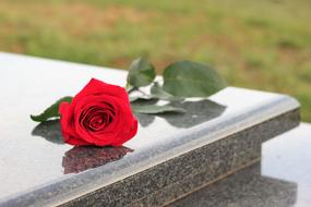 The rose on the memorial