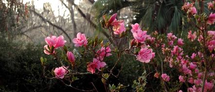 Azaeleas Flowers