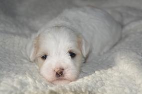 incredibly portrait of charming Puppy Dog on Cotton Coat