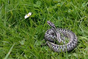 wild big snake in the grass