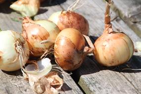 peeled onions on the table