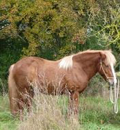 Icelandic pony in the forest