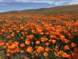 Field Of Poppies Flowers Bloom