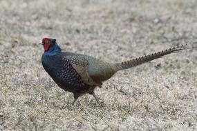 Saturated Color Pheasant Spring