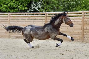 Horse Gallop Run