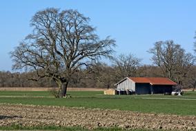 farmhouse by the tree