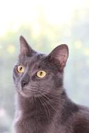Grey Cat Sitting