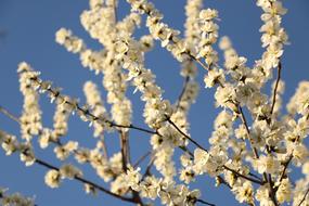 blooming spring tree