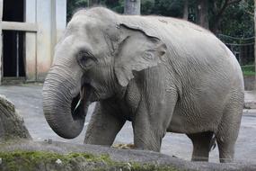 Pet Elephants in zoo