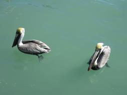 Beautiful and colorful, cute pelicans in the green water