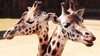 Giraffes Animal Mammal heads