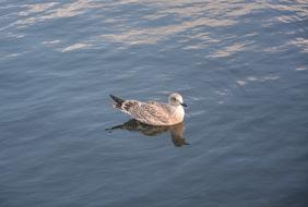 Beautiful and colorful, cute seagull in the sea with ripple