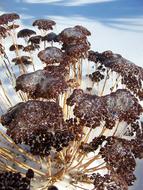 Flower Jelly