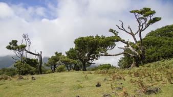 Laurel Forest Tree