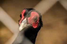 Bird Nature Wild red eyes