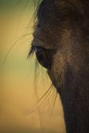 charming Horse Eye